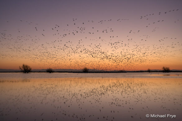 Ross' geese landing at sunset, Merced NWR