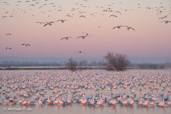 Ross' geese landing, dawn, Merced NWR