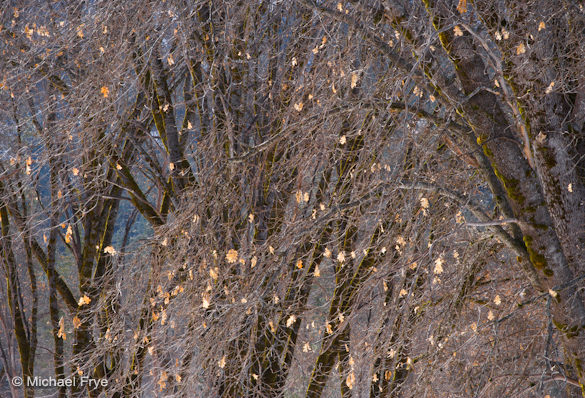 10. Oaks with lingering autumn leaves