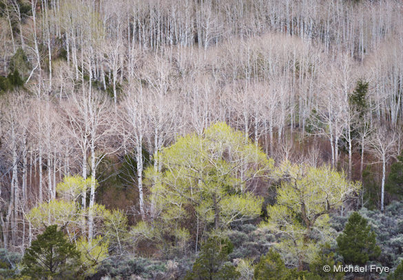 13. Aspens and cottonwoods near Torrey, Utah