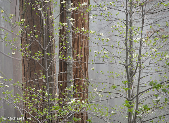 15. Dogwoods in mist, Yosemite