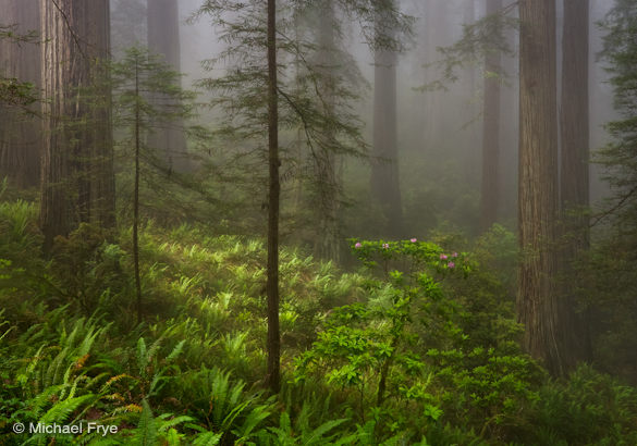 20. Redwoods, ferns, and rhododendrons