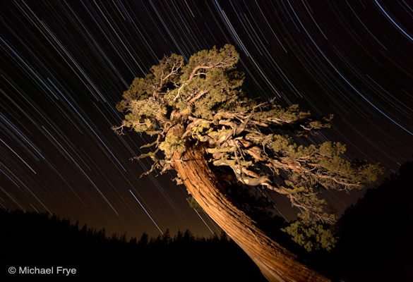 23. Juniper and star trails near Olmsted Point, Yosemite