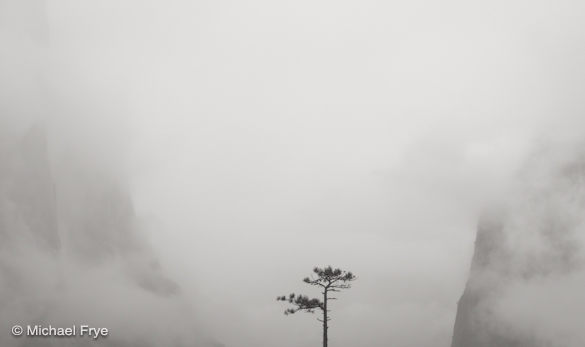 28. Bonsai tree, Tunnel View