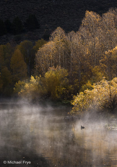 32. Aspens, willows, and an America coot