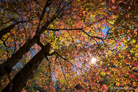 34. Autumn dogwood near Valley View