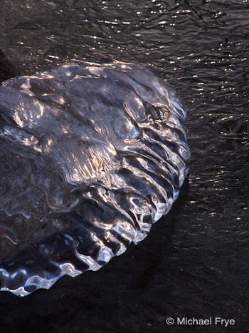 Ice mollusk, Tenaya Lake