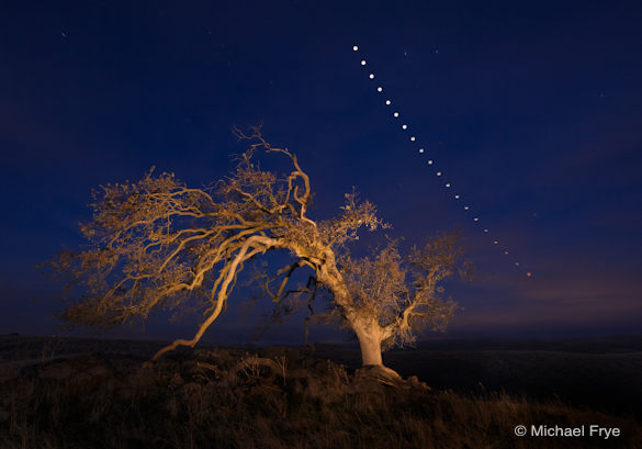 Oak Tree and Lunar Eclipse Sequence, December 10th, 2011