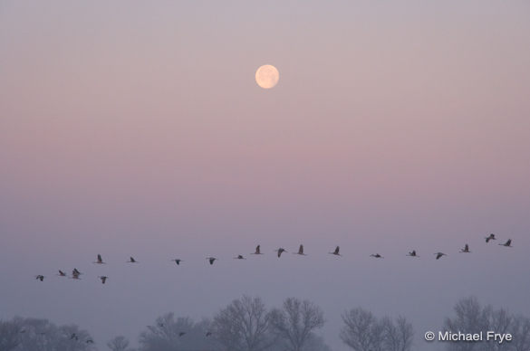 Sandhill cranes and setting moon, Merced NWR, Tuesday morning