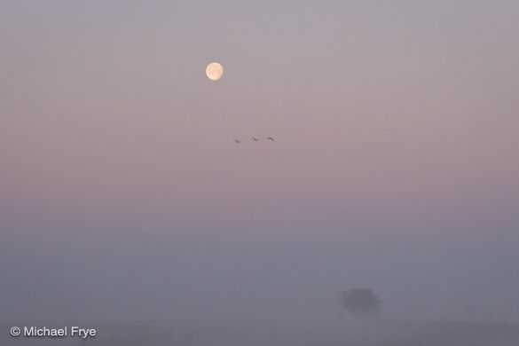 5. Moon, willow tree, and sandhill cranes