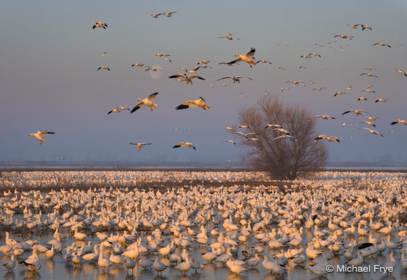 6. Sunrise, moonset, and Ross's geese