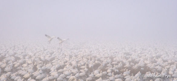 2. Ross's geese landing in the fog