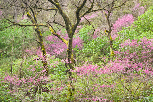 Redbud and oaks, Merced River Canyon, processed in Lightroom 3