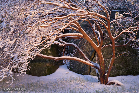 Light-painted manzanita outside my office, 5:54 a.m. last Sunday