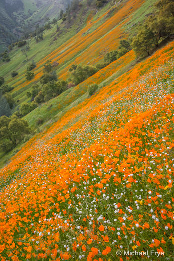 Poppies in the Merced River Canyon, Sunday afternoon