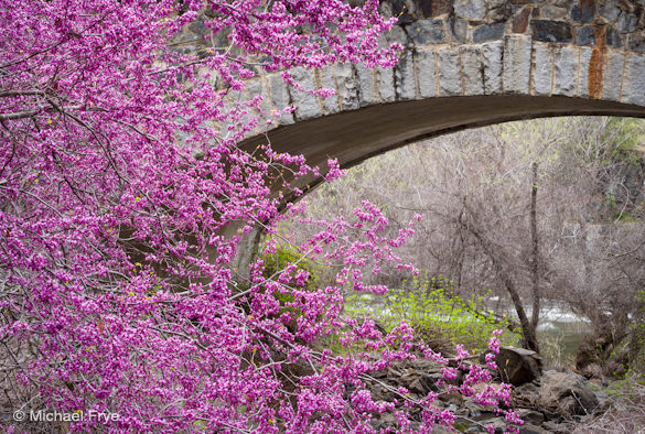 Redbud and the Slate Creek Bridge, yesterday afternoon