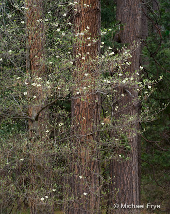 Dogwood and ponderosa pines near the Ahwahnee Hotel, yesterday morning