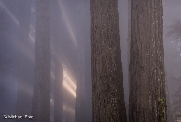 Close Encounters in the redwoods