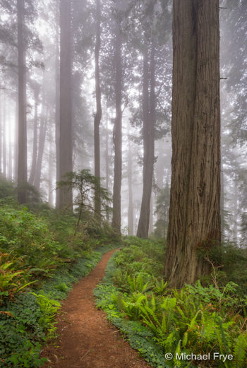 Path through foggy redwoods