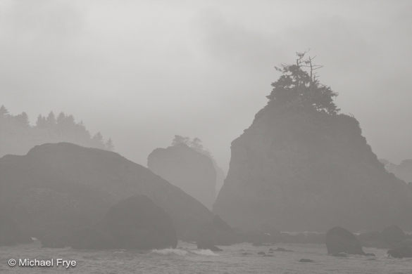 Misty sea stacks with bonsai trees near Trinidad