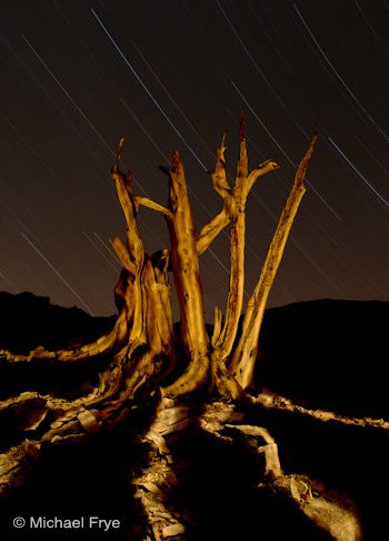 Bristlecone pine snag at night with star trails, White Mountains