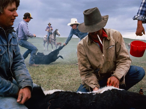 Sam Abell's classic image of cowboys branding cattle in Montana