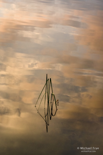 Reeds and Cloud Reflections no. 2