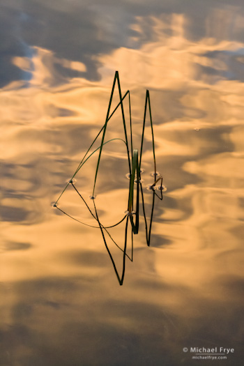 Reeds and Cloud Reflections no. 5