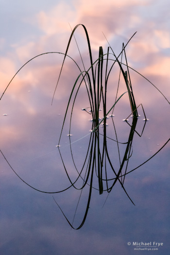 Reeds and Cloud Reflections no. 6