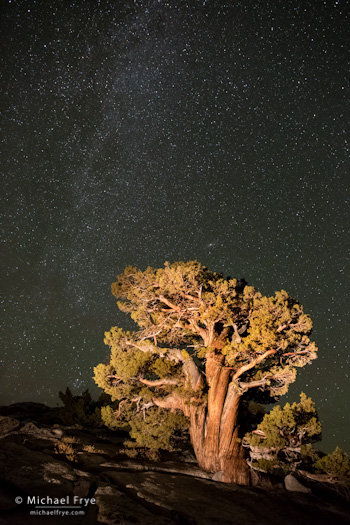 Sierra juniper and the Milky Way, Olmsted Point, Yosemite