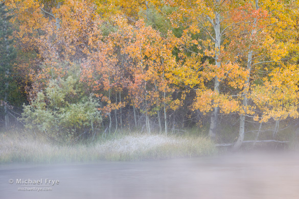 Misty creek with aspens near the June Lake Loop, Sunday morning