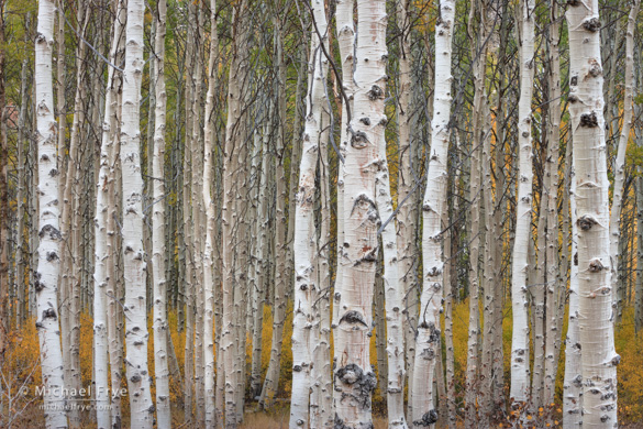 Aspen trunk patterns in the shade
