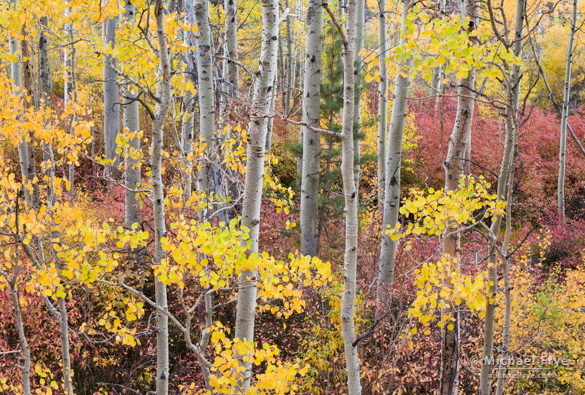 Aspens and dogwoods along Lee Vining Creek