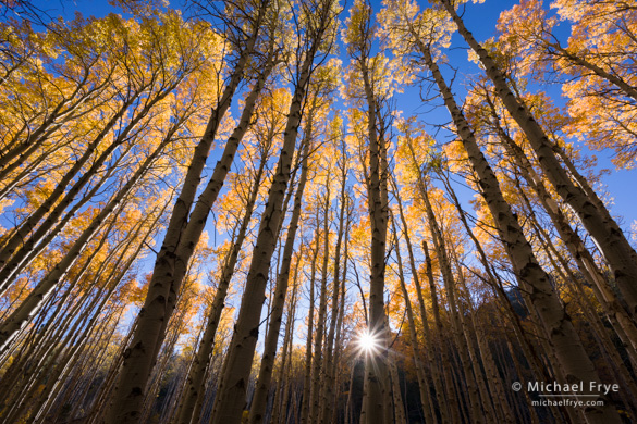 Backlit aspens, Saturday afternoon