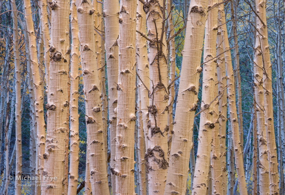 Color-temperature contrast between the foreground trunks and shaded background