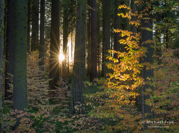 Dogwoods at sunset along Highway 120 in Yosemite, Sunday evening