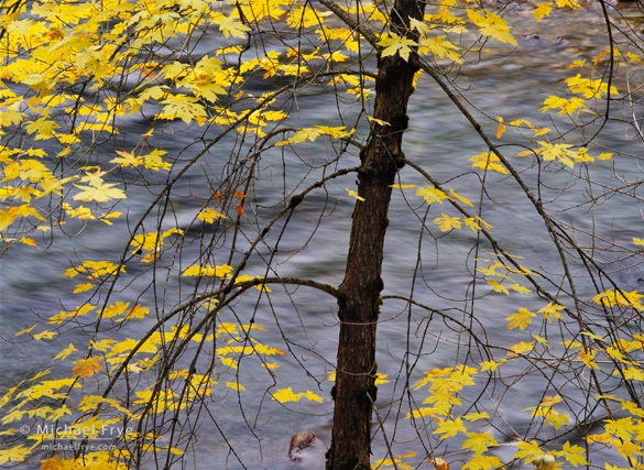 Big-leaf maple along the Merced River in Yosemite Valley from late October a few years ago