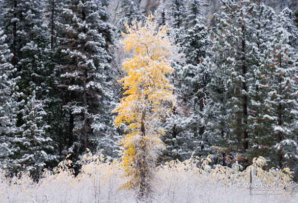 Lone cottonwood, Friday, 7:39 a.m.