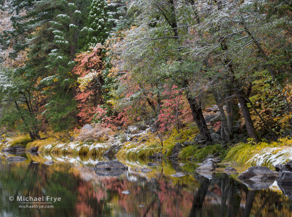 Dogwoods along the Merced River, Friday, 9:09 a.m.