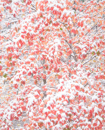 High key dogwood leaves, Friday, 12:40 p.m.