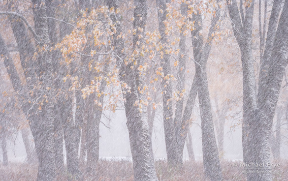 Oaks and blowing snow, 4:05 p.m., Friday