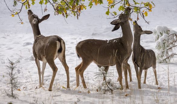 Mule deer does and fawns browsing oak leaves, 9:35 a.m., Saturday