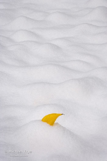 Cottonwood leaf in the snow, 11:00 a.m., Saturday