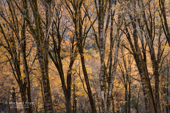 Oaks in El Capitan Meadow yesterday