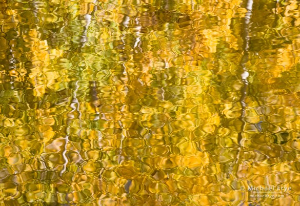 Aspen reflections, Inyo NF, CA, USA