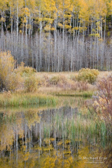 Autumn aspens and pond, Inyo NF, CA, USA