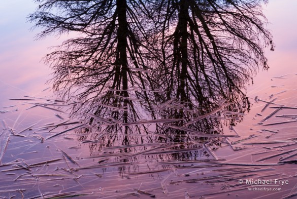 Lodgepole pine reflected in beaver pond, Inyo NF, CA, USA