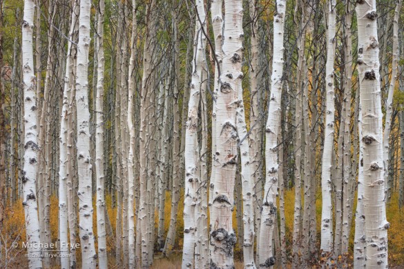 Aspen trunks, Lee Vining Canyon, Inyo NF, CA, USA