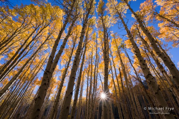Aspen grove, late afternoon, Lee Vining Canyon, Inyo NF, CA, USA Aspen grove, late afternoon, Lee Vining Canyon, Inyo NF, CA, USA