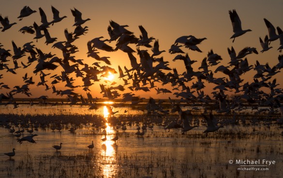 Ross's geese taking flight at sunset, Central Valley, CA, USA